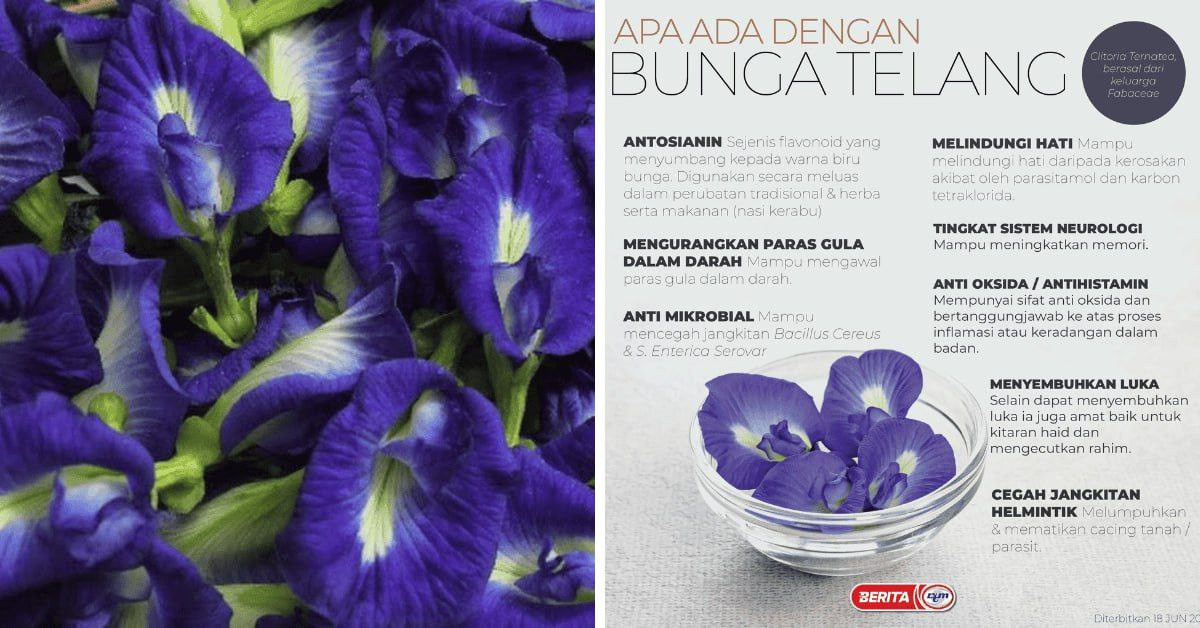 BUNGA TELANG STADIUM PAROI