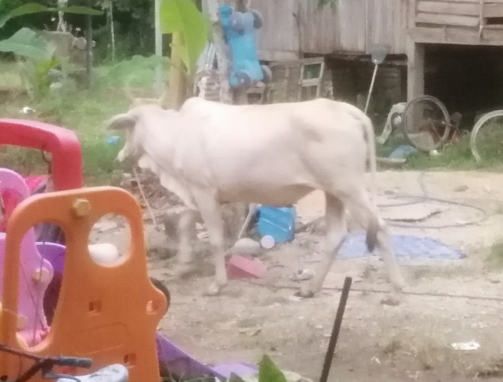 SMXKing Multivitamin Haiwan Darat