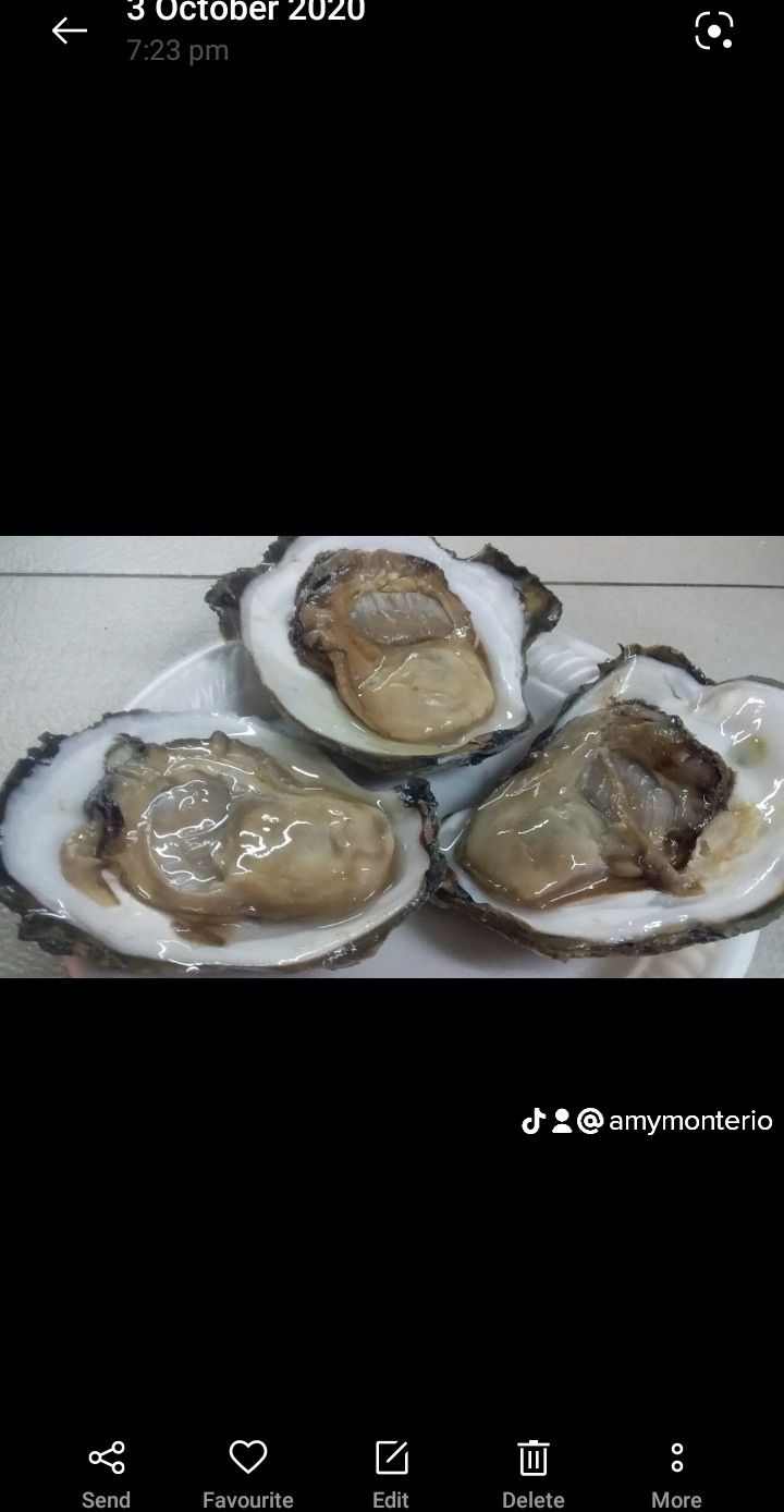 Oyster/tiram