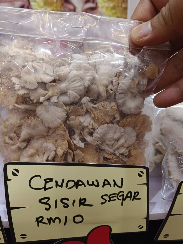 Cendawan sisir segar