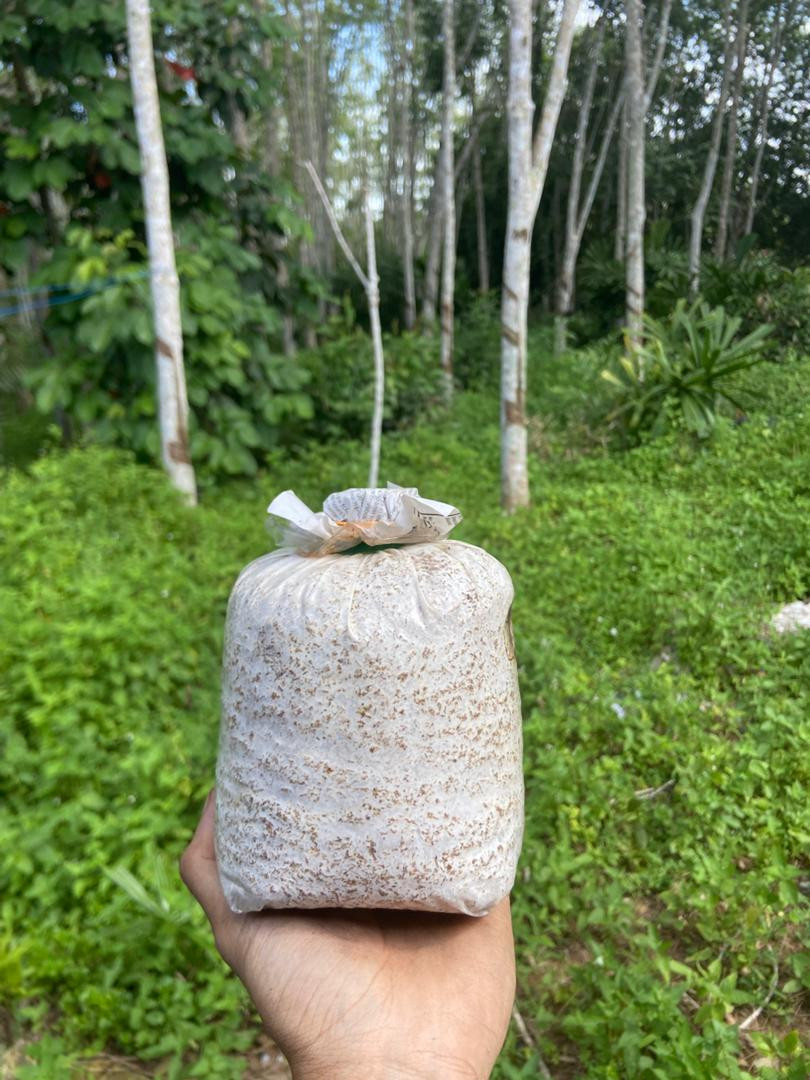 Bongkah cendawan sisir ketot