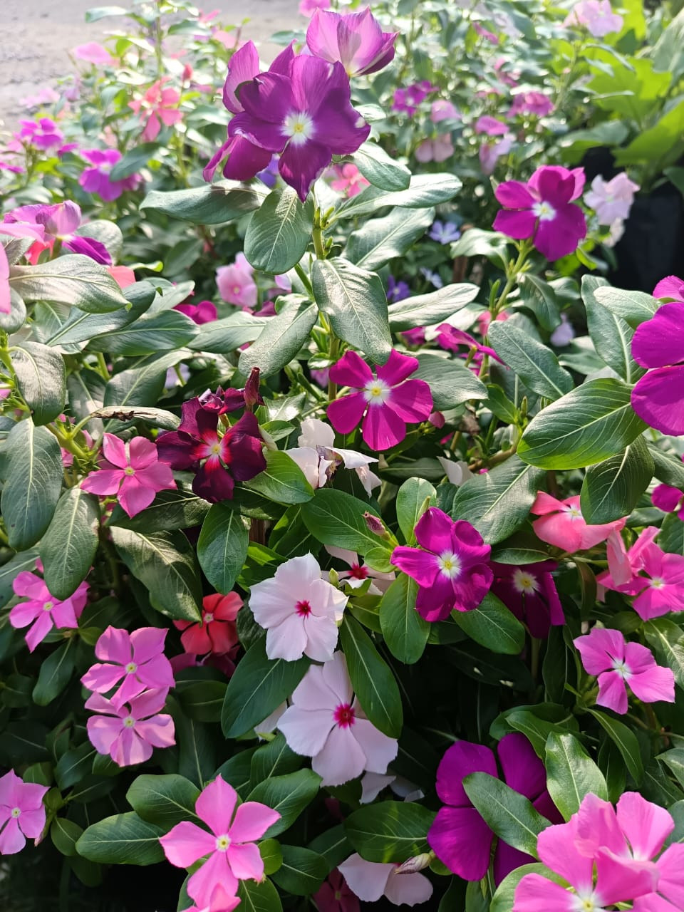 Pokok Vinca